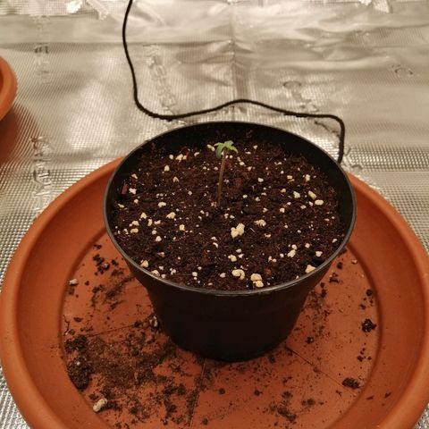 Blackberry Nuggets growlog timeline photo