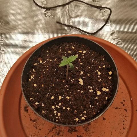 Blackberry Nuggets growlog timeline photo