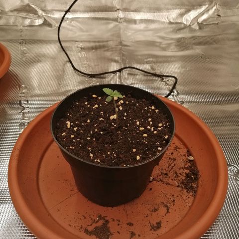 Blackberry Nuggets growlog timeline photo