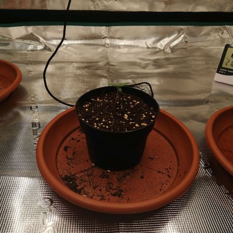 Blackberry Nuggets growlog timeline photo