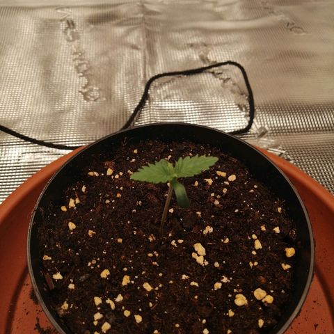 Blackberry Nuggets growlog timeline photo