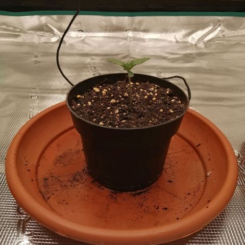 Blackberry Nuggets growlog timeline photo