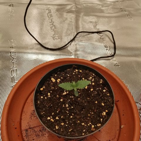 Blackberry Nuggets growlog timeline photo
