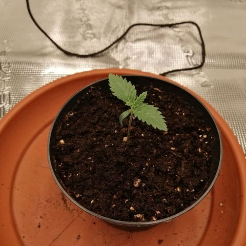 Blackberry Nuggets growlog timeline photo