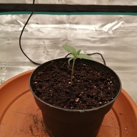 Blackberry Nuggets growlog timeline photo