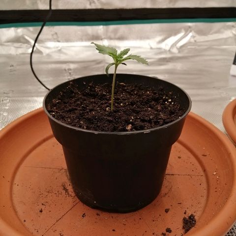 Blackberry Nuggets growlog timeline photo
