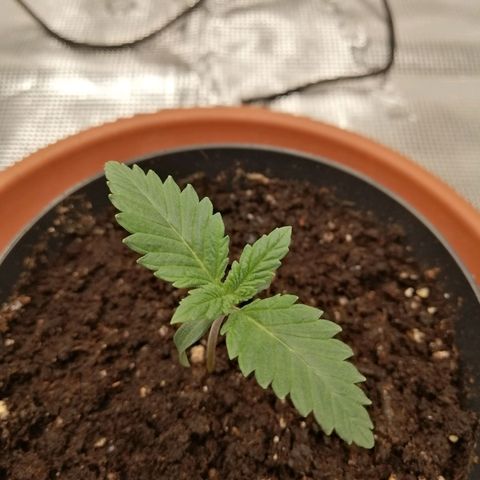 Blackberry Nuggets growlog timeline photo