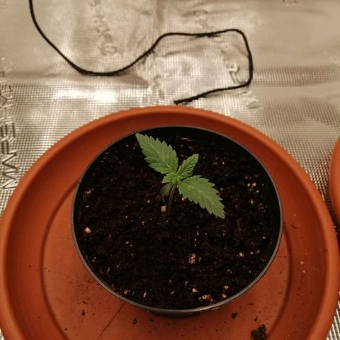Blackberry Nuggets growlog timeline photo