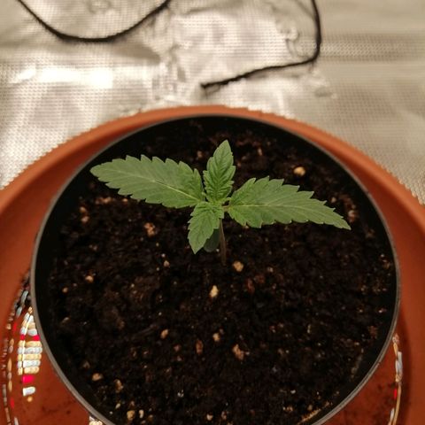 Blackberry Nuggets growlog timeline photo