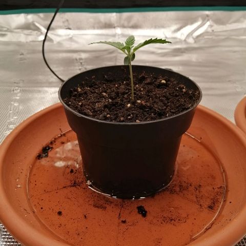 Blackberry Nuggets growlog timeline photo