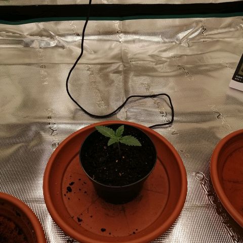 Blackberry Nuggets growlog timeline photo
