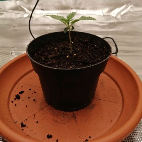 Blackberry Nuggets growlog timeline photo