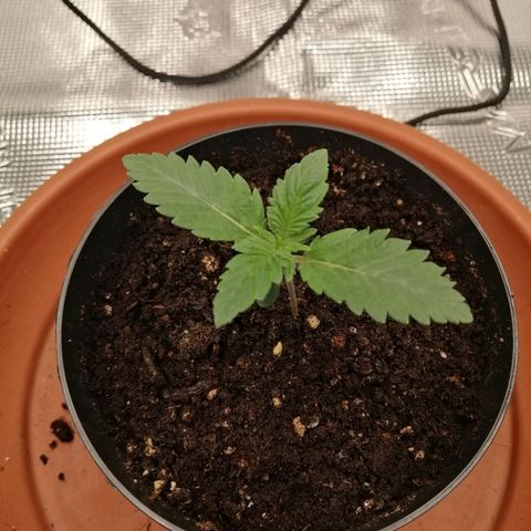 Blackberry Nuggets growlog timeline photo