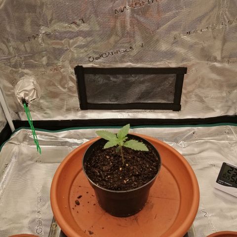 Blackberry Nuggets growlog timeline photo
