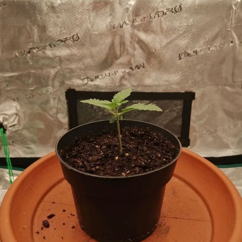 Blackberry Nuggets growlog timeline photo