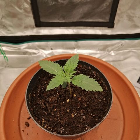 Blackberry Nuggets growlog timeline photo