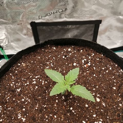 Blackberry Nuggets growlog timeline photo