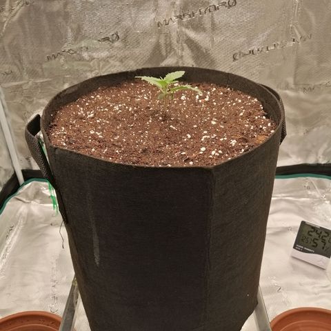 Blackberry Nuggets growlog timeline photo
