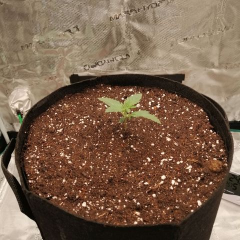 Blackberry Nuggets growlog timeline photo