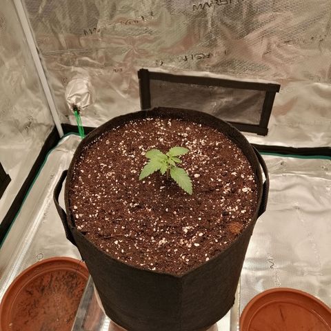 Blackberry Nuggets growlog timeline photo