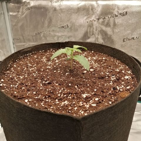 Blackberry Nuggets growlog timeline photo