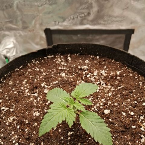 Blackberry Nuggets growlog timeline photo