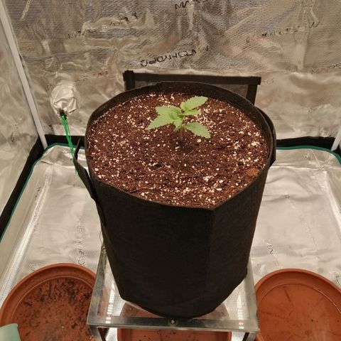 Blackberry Nuggets growlog timeline photo