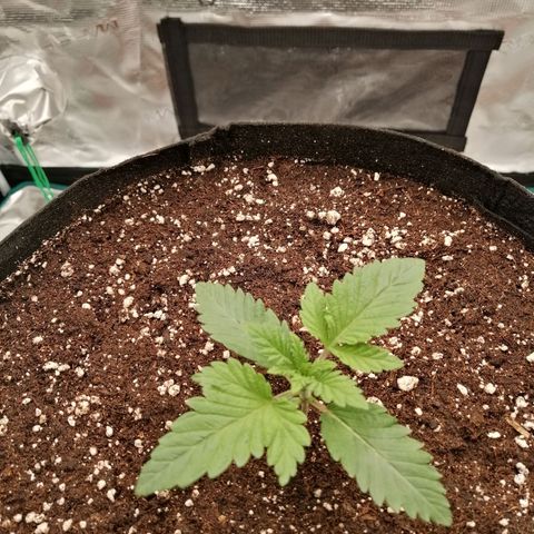 Blackberry Nuggets growlog timeline photo