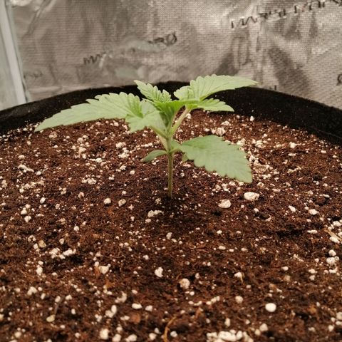 Blackberry Nuggets growlog timeline photo