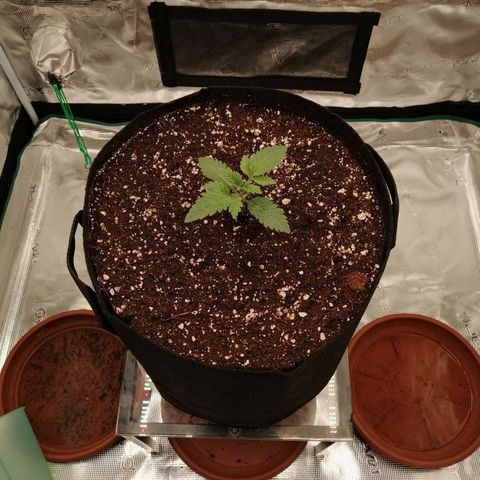 Blackberry Nuggets growlog timeline photo