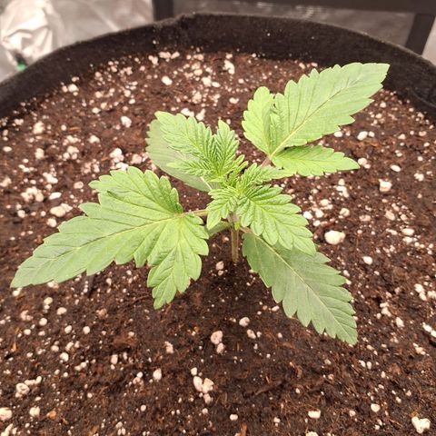 Blackberry Nuggets growlog timeline photo
