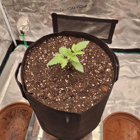 Blackberry Nuggets growlog timeline photo