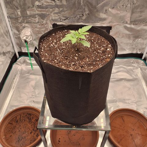 Blackberry Nuggets growlog timeline photo