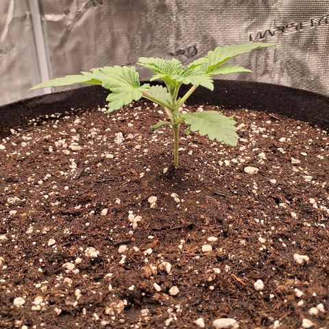 Blackberry Nuggets growlog timeline photo