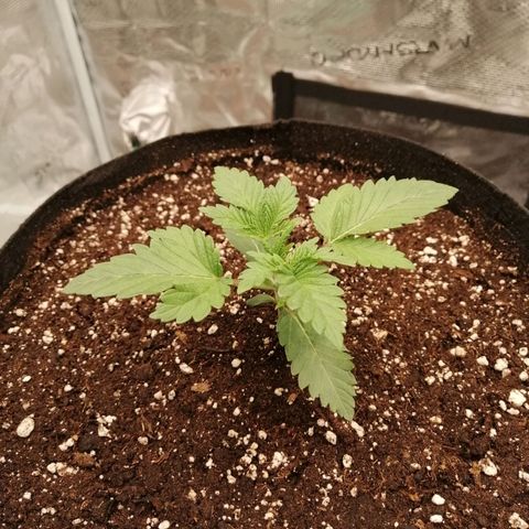 Blackberry Nuggets growlog timeline photo