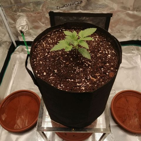 Blackberry Nuggets growlog timeline photo