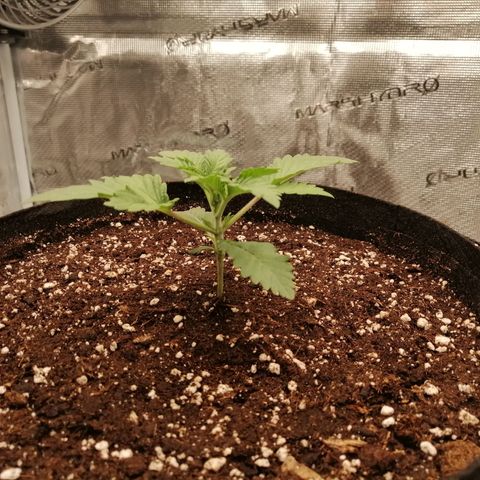 Blackberry Nuggets growlog timeline photo