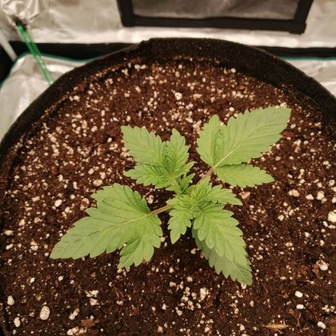 Blackberry Nuggets growlog timeline photo