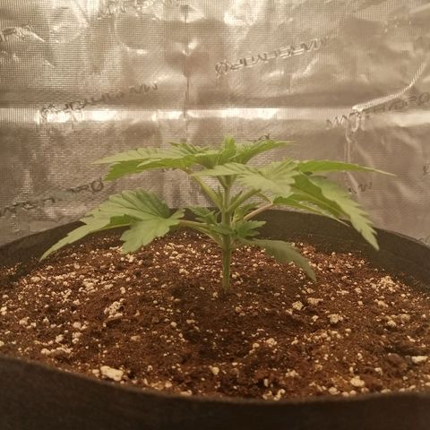 Blackberry Nuggets growlog timeline photo