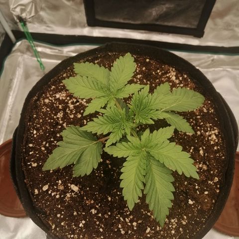 Blackberry Nuggets growlog timeline photo