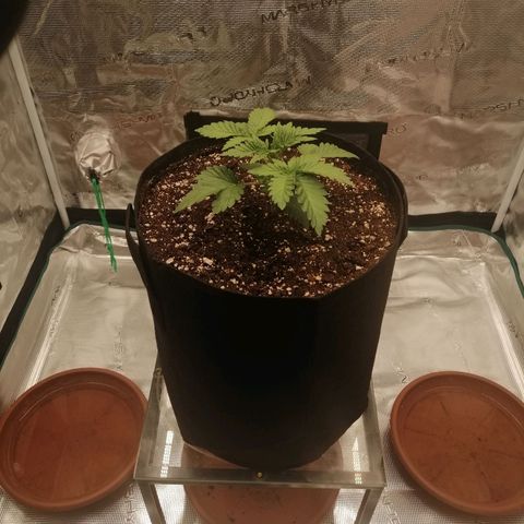 Blackberry Nuggets growlog timeline photo