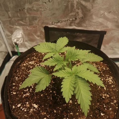 Blackberry Nuggets growlog timeline photo