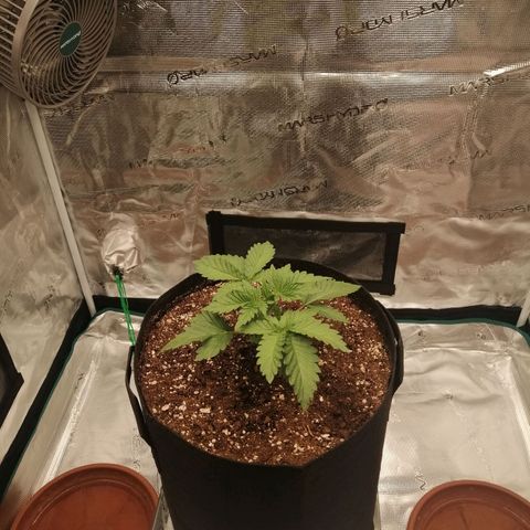 Blackberry Nuggets growlog timeline photo