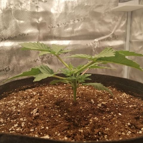 Blackberry Nuggets growlog timeline photo