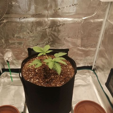 Blackberry Nuggets growlog timeline photo