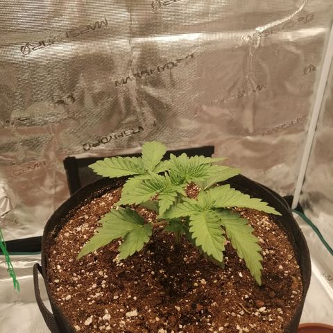 Blackberry Nuggets growlog timeline photo
