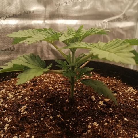 Blackberry Nuggets growlog timeline photo