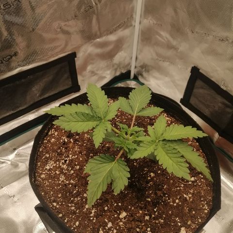 Blackberry Nuggets growlog timeline photo