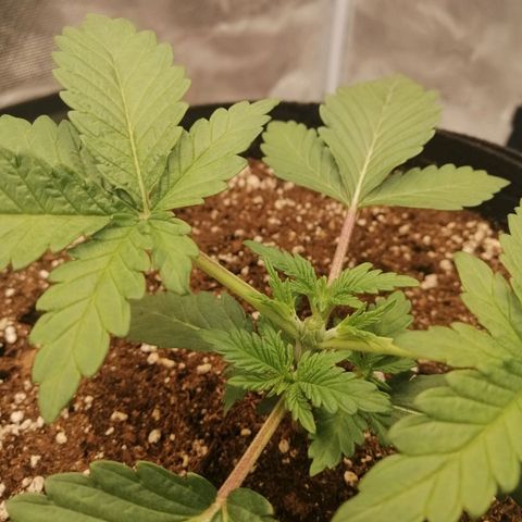Blackberry Nuggets growlog timeline photo