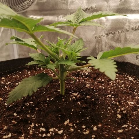 Blackberry Nuggets growlog timeline photo